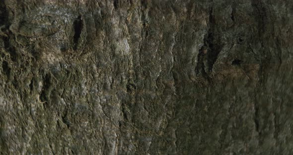Close-up shot of a tree bark. alt