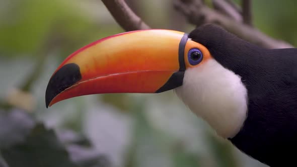 Profile shot of a common toucan making sound and opening its bill in slow motion alt