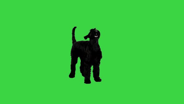 Black Giant Schnauzer Standing and Looking Up on a Green Screen Chroma Key