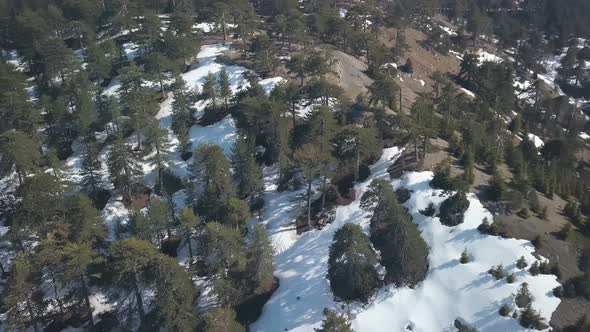Pine Forest on Peak of Mountain in Daytime, Snow Is Lying on Ground, Aerial View