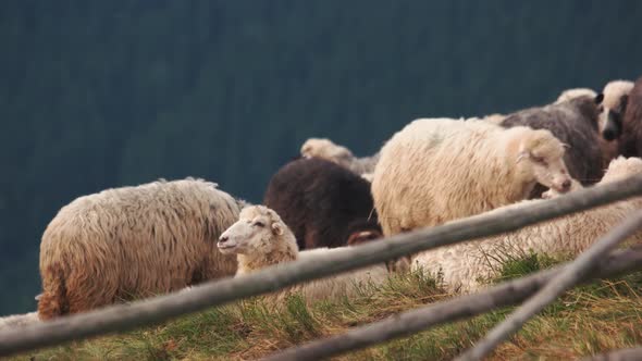 Sheep Herd on a Meadow alt