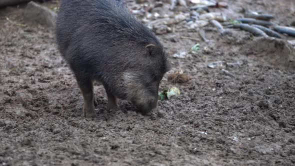The white-lipped peccary (Tayassu pecari) exploring and engraving in the ground alt