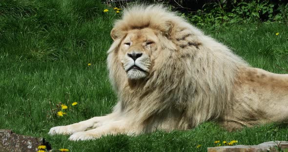 White Lion, panthera leo krugensis, Male laying, Real Time 4K alt