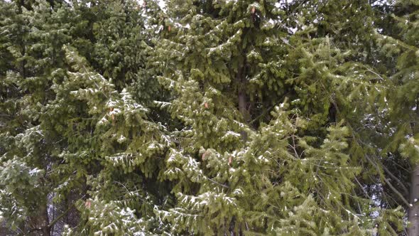 Evergreen pine tree branches, winter aerial view