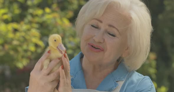 Close-up Portrait of Cheerful Caucasian Senior Woman Caressing Duckling and Laughing. Positive Blond alt