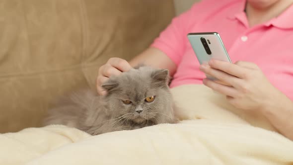 Man with a Mobile Phone in His Hand Sits on a Sofa Covered with a Blanket Stroking a British Cat alt