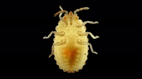 Larva or Nymph Lace Bug with a Microscope Family Tingidae Order Hemiptera alt