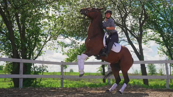 Female Jockey On The Back Of A Bay Horse The Horse Rearing Up In Excitement alt