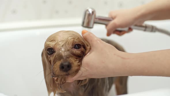 Groomer Washing Yorkshire Terrier Dog alt