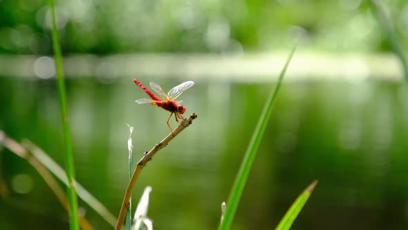 Red Dragonfly on a Branch in Green Nature By the River Closeup alt