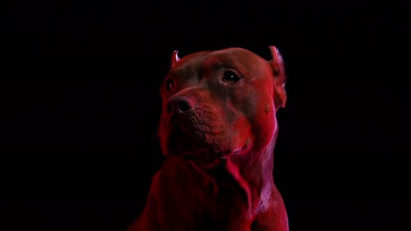 Pit Bull Terrier Posing in the Studio on a Black Background in Red Neon Light alt