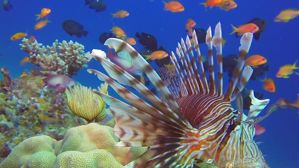 Red Sea Lionfish and Tube Worm alt