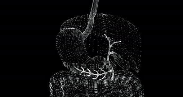 Liver, stomach and pancreas in a Hologram alt