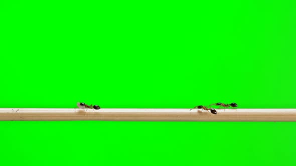 Ants of the Species Monomorium Floricola, Run Across a Straw Branch As If on a Bridge alt