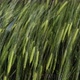 Green Wheat in the Sun - VideoHive Item for Sale