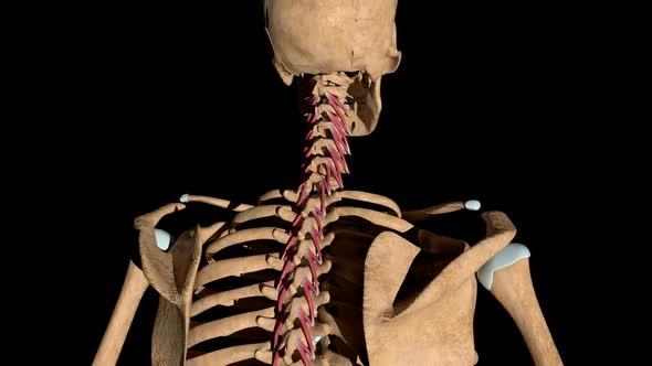 Rotators Muscles Of The Spine On Skeleton by madi7779 | VideoHive