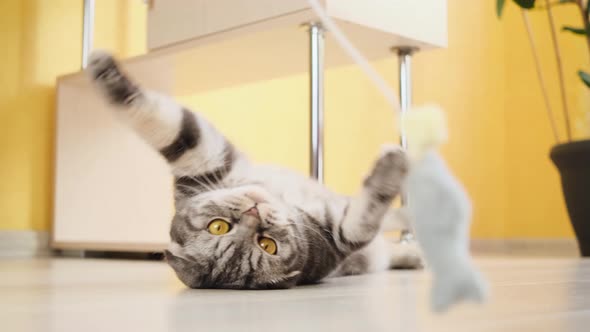 Cute funny gray scottish fold cat plays with a toy on a string in the room.