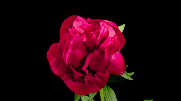 Time Lapse of Beautiful Red Peony Flowers Blooming alt