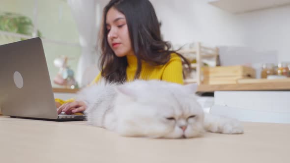 Asian young woman using laptop computer suffering from allergies to cat's fur and sneezes. alt