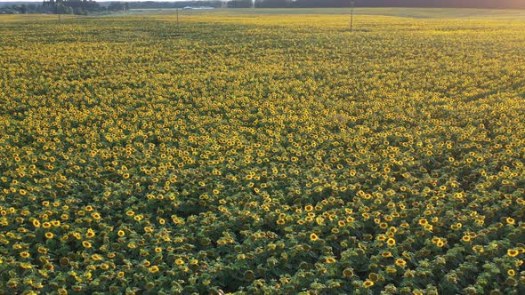 Top View of a Field of Flowering Sunflowers on the Background of Sunset