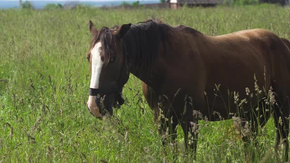 Horse on a Summer Pasture alt