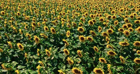 Blooming sunflower field in sunny day. Aerial view of agriculture alt