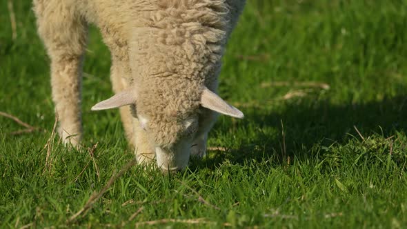 The Sheep on the Meadow Breathes Swaying Grazes Screams Turning Its Head to the Side alt