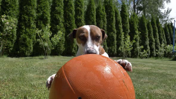 Jack Russell Terrier male play with basketball ball on a green grass alt