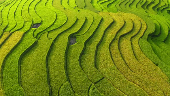 Aerial top view of paddy rice terraces, green agricultural fields in Vietnam.