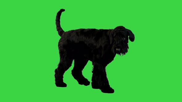 Large Dog Giant Schnauzer Walks on a Green Screen Chroma Key