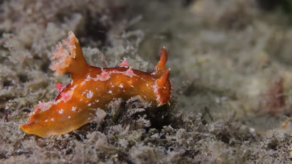 A beautifully coloured marine creature slowly crawling along the reef alt