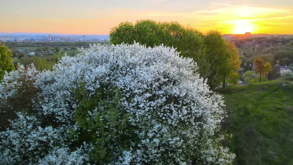 Aerial View of Blooming Garden with White Blossoming Trees in Early Spring at Sunset alt