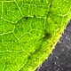 Green Leaf Analysis - VideoHive Item for Sale