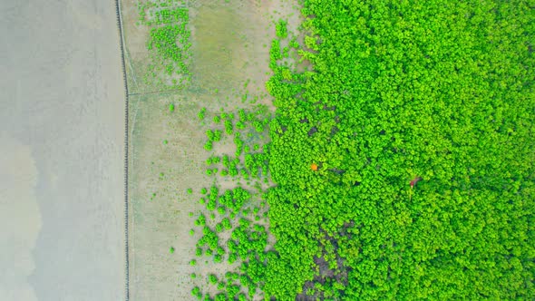 Aerial view from a drone over a green forest in a mangrove forest alt