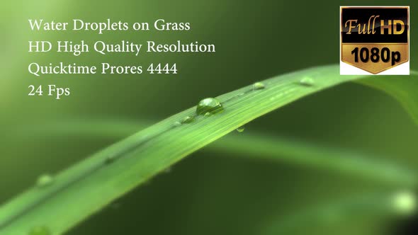 Water Drop on Grass  Loop HD 