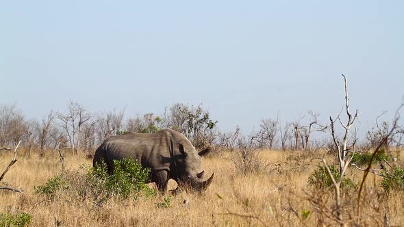 Southern white rhinoceros in Kruger National park, South Africa alt