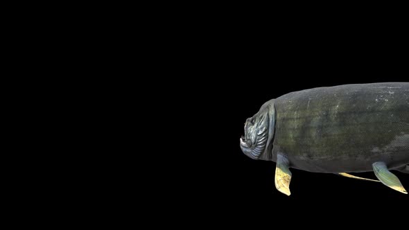 Xiphactinus Swims Away alt