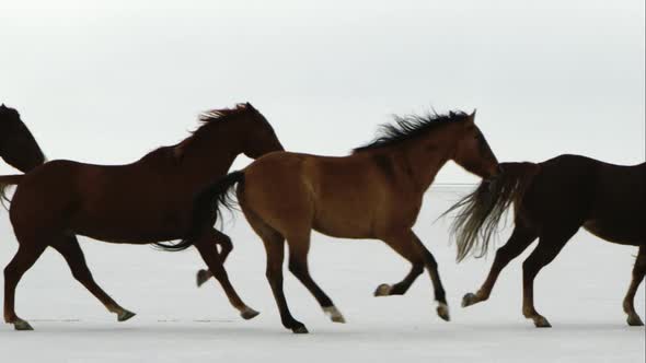 Horses running from right to left with 2 cowboys pushing them across the Salt Flats alt