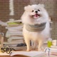 puppy dog open wide mouth on working table - VideoHive Item for Sale