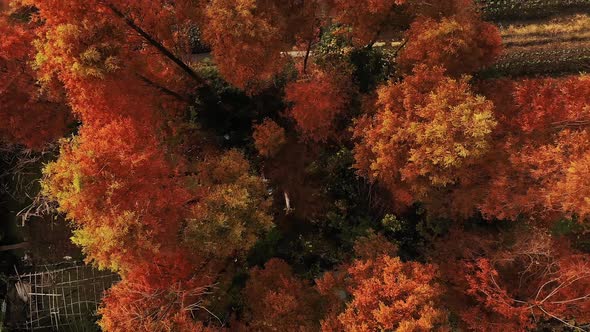 Drone Footage of Orange Foliage on the Trees in the Field