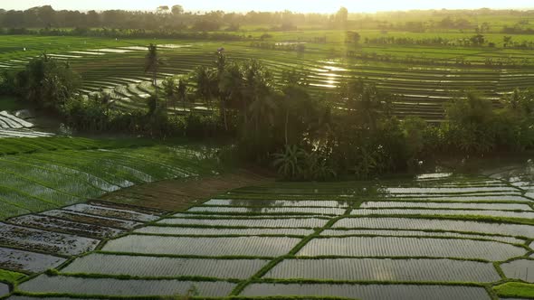 Aerial video in an amazing landscape rice field on Jatiluwih Rice Terraces, Bali, Indonesia alt
