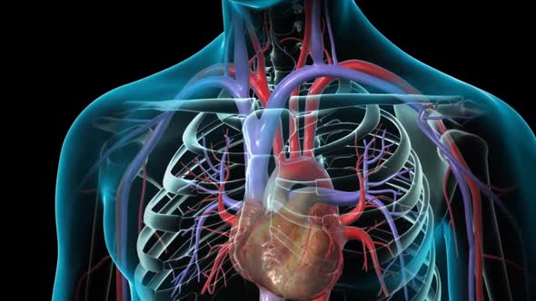 Human heart, realistic anatomy 3d model of human heart on the monitor ...