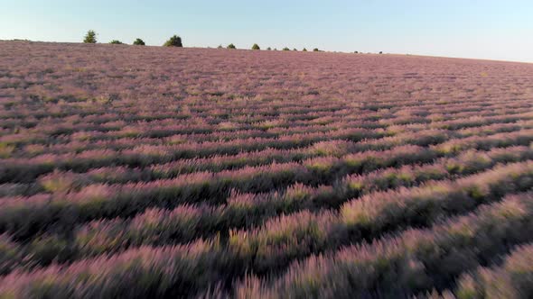 Flight Over Big Hill of Lavender Meadow at Sunset