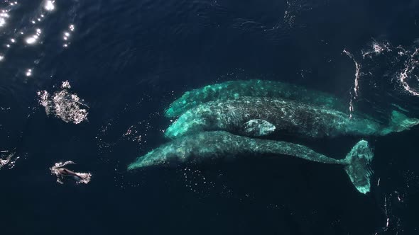 Gray Whales rolling over each other as they migrate south to Mexico near Catalina Island. alt