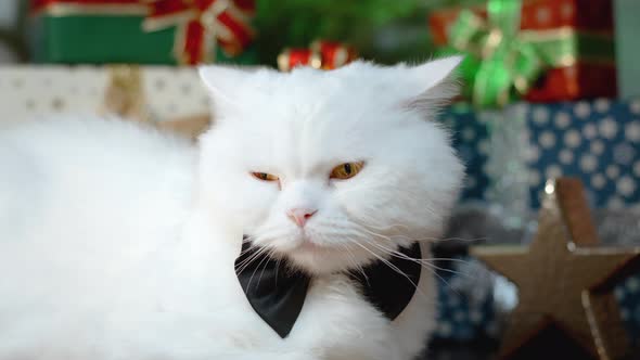 Domestic White Cat Posing in Black Bowtie Like Gentleman in Tuxedo on Gift Boxes Decoration alt