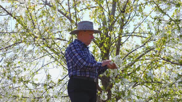 An Old Farmer with Hat Checks the Bloom in His Orchard alt