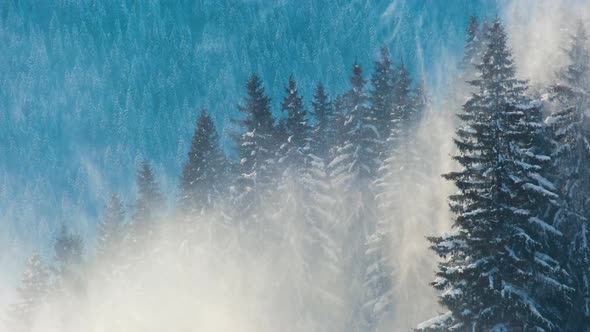 Tall evergreen pine trees swaying on strong stormy wind during heavy snowfall in winter alt
