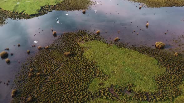 close up flock of birds flying beanith the camera reflecting lake slow motion