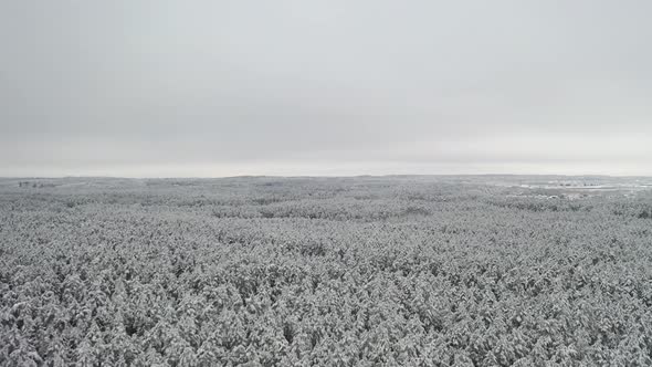 AERIAL: Massive and Vast Forest Covered with Snow on a Dull Grey Day