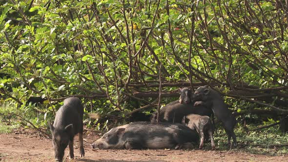 Small Funny Household Black Pigs Playing In Fresh Green Grass In Farm. Pig Farming Is Raising And alt